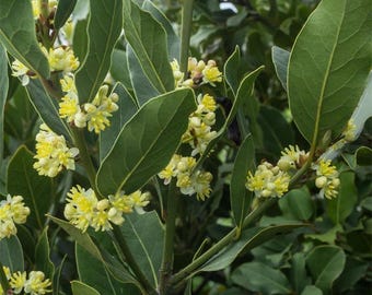 May include: Close-up of a bay laurel tree in bloom, showing clusters of small, bright yellow flowers against a backdrop of dark green leaves.