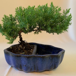 Starter cascade style Juniper Bonsai- 3yr/5yr old Procumbens nana