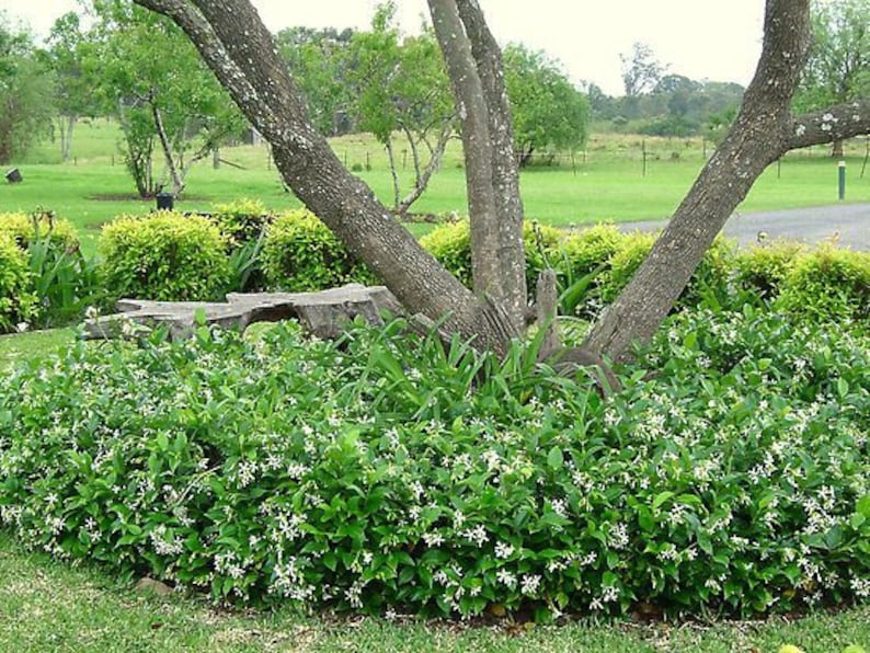 6 Pk 2 Inch Star Jasmine trachelospermum Jasminoides image 5