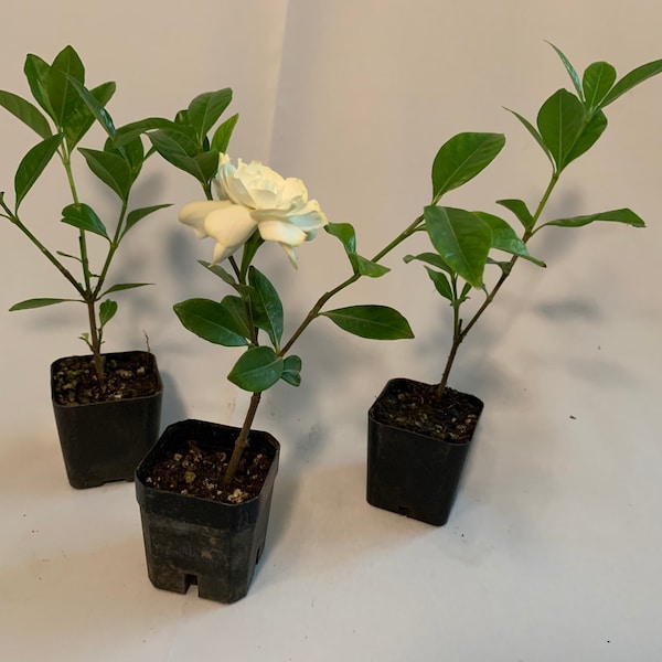 3 Pk- Gardenia Veitchii  Rose Pot size (3inch X 1.5 Pot)