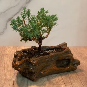 Brown Ceramic (wood style) Starter Bonsai- (2-3 yr) Juniper Procumbens nana