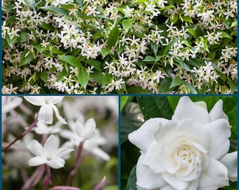 2” Fragrant Trio (Polyanthum Jasmine, Gardenia Veitchii, Star Jasmine)