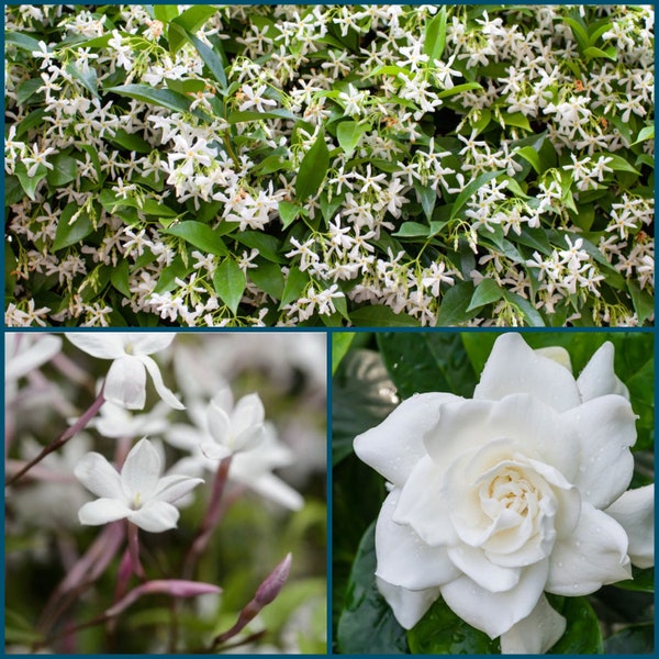 2” Fragrant Trio (Polyanthum Jasmine, Gardenia Veitchii, Star Jasmine)