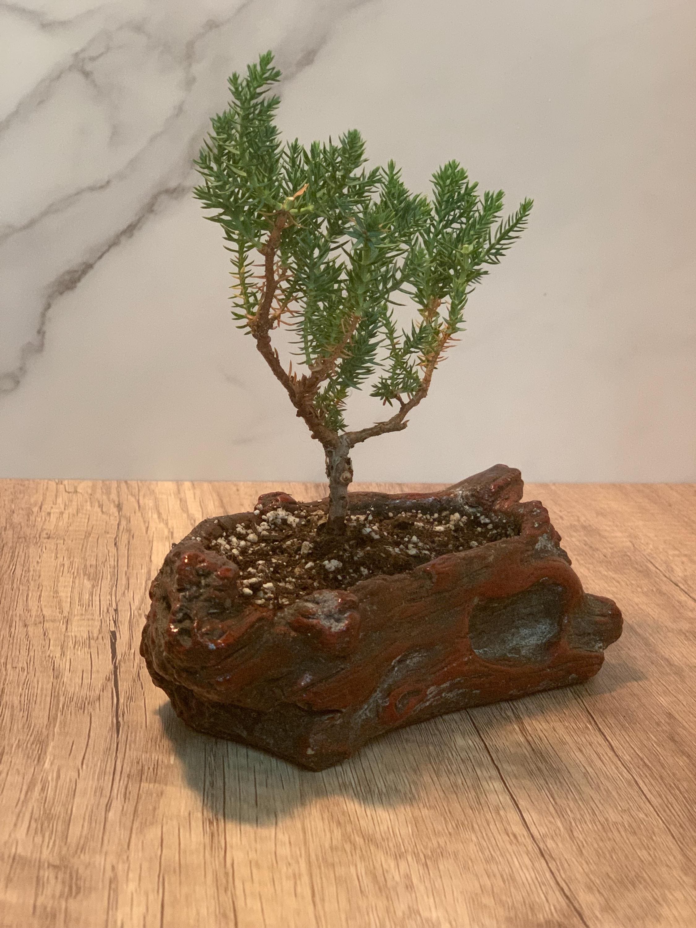 Cherry Red Ceramic (wood Style) Starter Bonsai- (2-3 Yr) Juniper