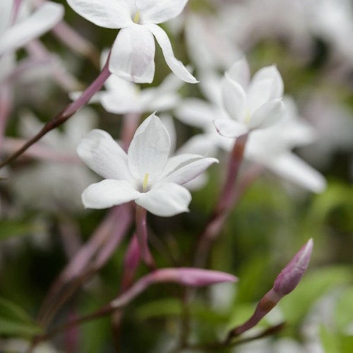 3pk (2”) Polyanthum Jasmine