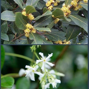 Duo: 6 plants 2 inch (3 Star Jasmine & 3 Bayleaf