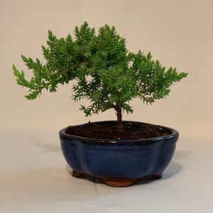 2 yr old Starter Bonsai- Juniper Procumbens nana