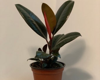 4” Burgundy Rubber Plant