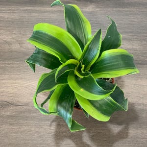 May include: A potted green and yellow striped plant with long, narrow leaves.
