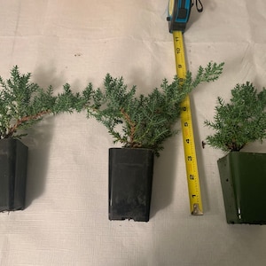 Mini-Juniper Bonsai Trio (without ceramic pots) image 2