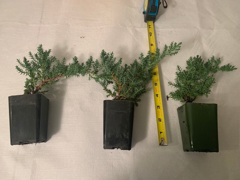 Mini-Juniper Bonsai Trio (without ceramic pots) image 2