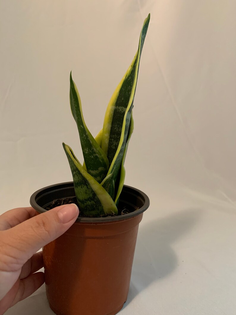 4 inch Dwarf Snake plantSansevieria Etsy