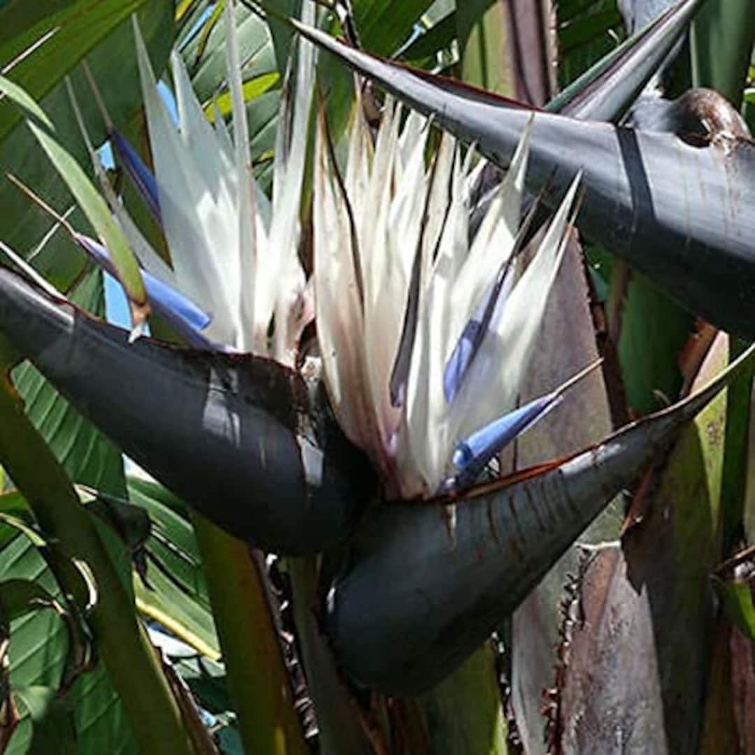 6pk- 3 Inch Giant White Bird of Paradise-strelitzia Nicolai - Etsy