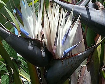 6pk- 3 Inch Giant White Bird of Paradise-strelitzia Nicolai - Etsy