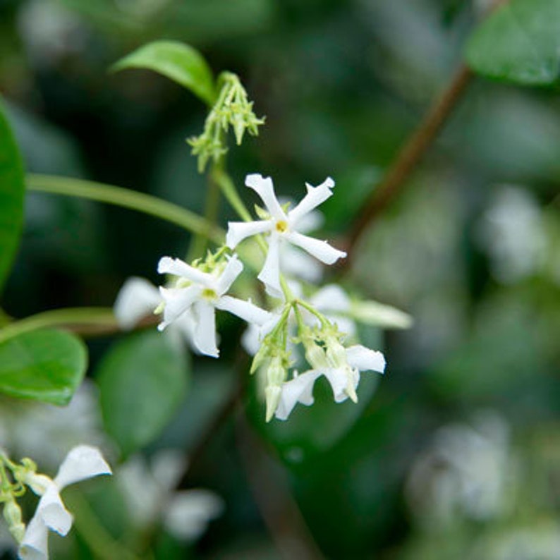 6 Pk 2 Inch Star Jasmine trachelospermum Jasminoides image 4