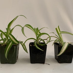 3Pk- 2 Inch Variegated Spider Plant Chlorophytum comosum