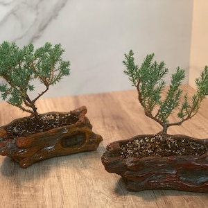 Two pack: 1- Brown Ceramic (wood style) & 1- Cherry Red Ceramic (Wood Style) Starter Bonsai- (2-3 yr) Juniper Procumbens nana