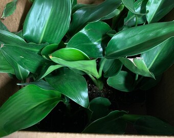 15pk Strelitzia Reginae (Orange Bird of Paradise)