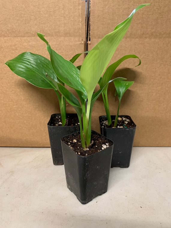 3pk- 3 Inch Giant White Bird of Paradise-strelitzia Nicolai - Etsy