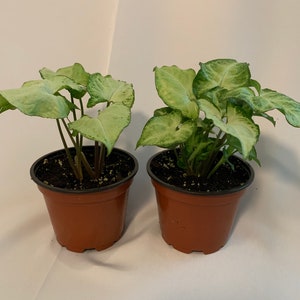 2 Pk- 4 inch white Butterfly Plant