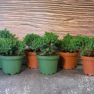 6 pk- 3.5 Inch “Pre-Bonsai/Starter” Dwarf Juniper- 2yr old Procumbens nana