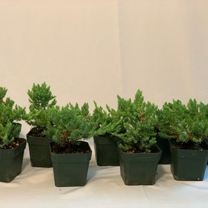 9 pk- 3.5 Inch “Pre-Bonsai/Starter” Dwarf Juniper- 2yr old Procumbens nana
