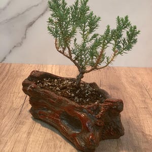 Cherry Red Ceramic (wood style) Starter Bonsai- (2-3 yr) Juniper Procumbens nana