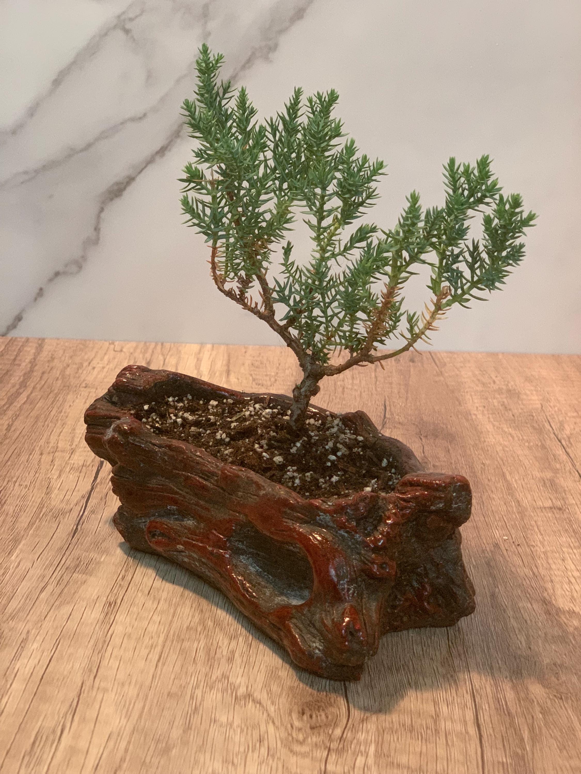 Cherry Red Ceramic (wood Style) Starter Bonsai- (2-3 Yr) Juniper