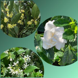 2” Combo Trio (Bayleaf, Gardenia, Star Jasmine)