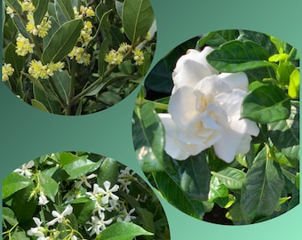 2” Combo Trio (Bayleaf, Gardenia, Star Jasmine)