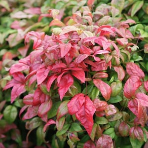 May include: A close-up of a bush with red and green leaves. The leaves are arranged in a random pattern, creating a visually appealing contrast.