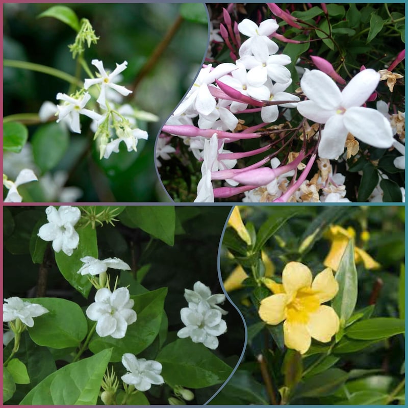 Jasmine Plant Cold Hardy - Etsy