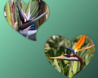 May include: Two close-up images of bird of paradise flowers. The first image shows a blue and white bird of paradise flower with green leaves. The second image shows an orange bird of paradise flower with green leaves.