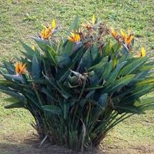 Individual Strelitzia Reginae (Orange Bird of paradise)