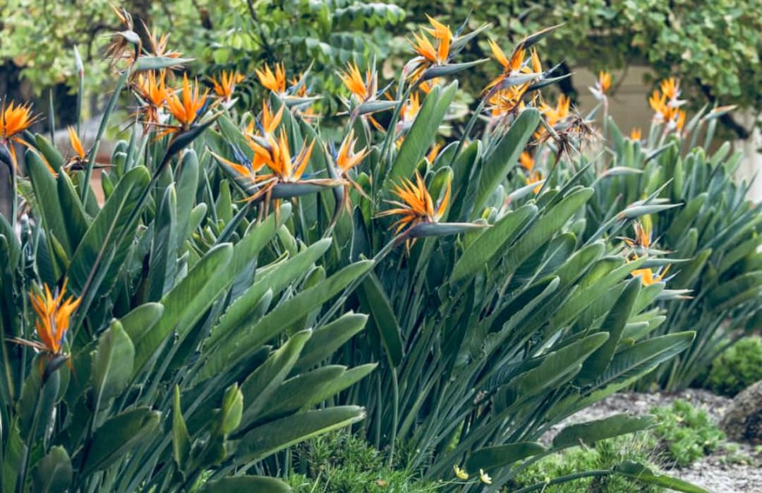 green chile plants Pepper 'Calabrian Chile' — Green Acres Nursery & Supply