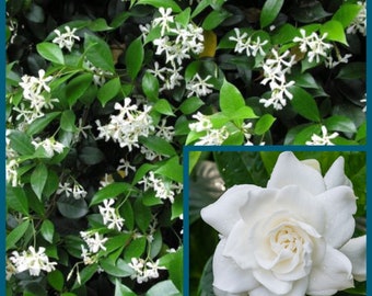 2” Enchantment (1 Gardenia & 1 Star Jasmine)
