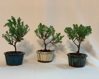 Petite Juniper Bonsai Trio
