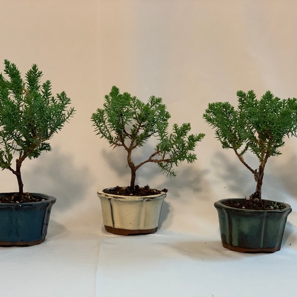 Petite Juniper Bonsai Trio