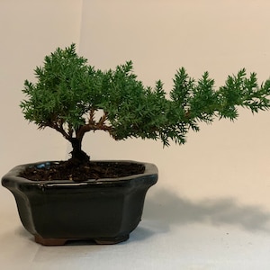 Starter (2-3) yr old Bonsai- Juniper Procumbens nana