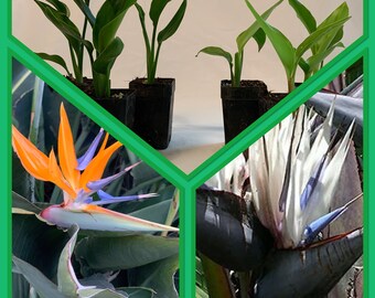 Fire and Ice Combo: 6 Pk Bird of Paradise Two Strelitzia Variety Combo (Orange & White Combo)