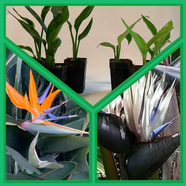 Fire and Ice Combo: 6 Pk Bird of Paradise Two Strelitzia Variety Combo (Orange & White Combo)