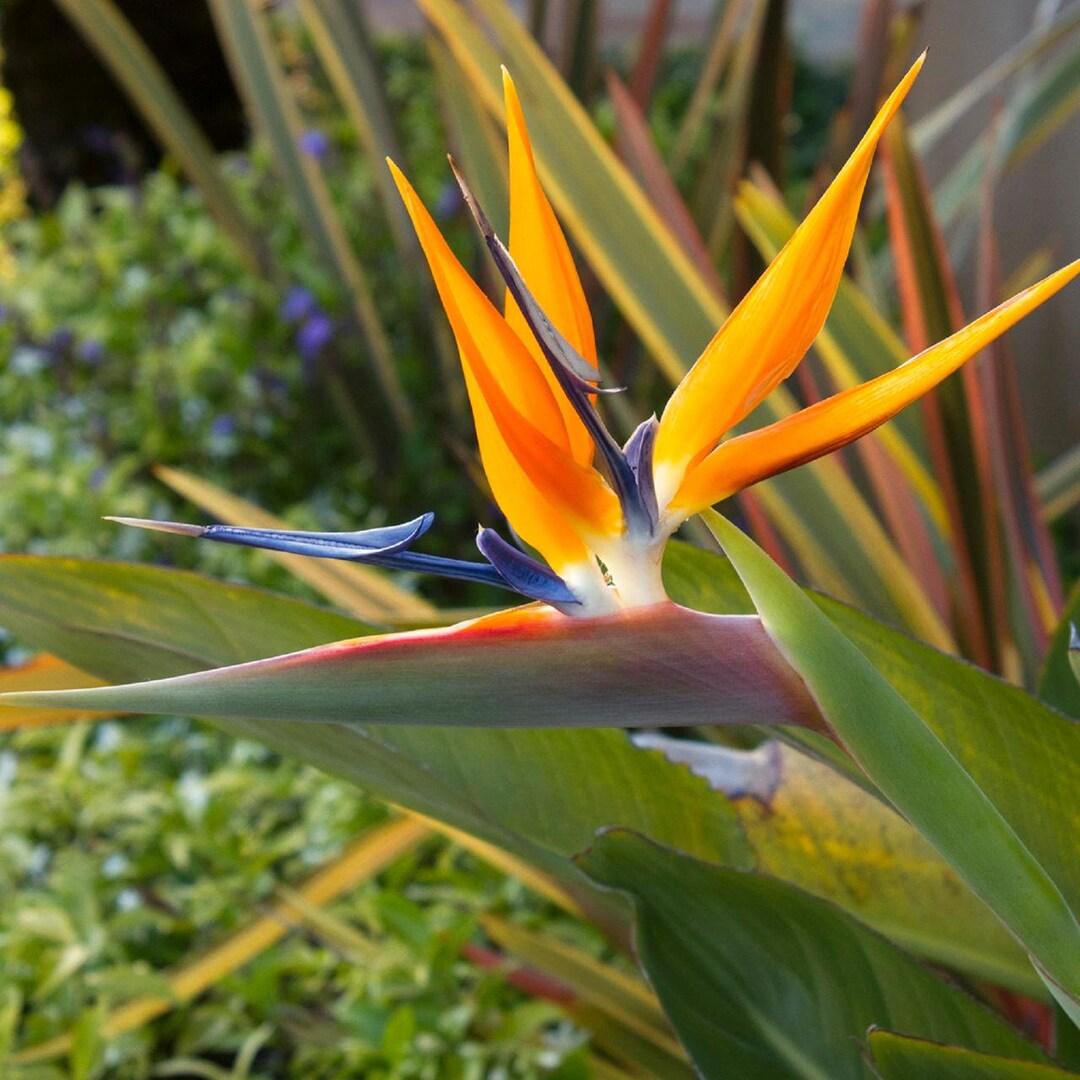 Orange Bird of Paradise Flower Seeds - 5 Seeds to Grow - Great Indoor  Tropical Plant or Bonsai - Strelitzia Reginae 