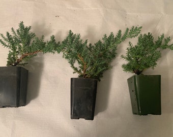 Mini-Juniper Bonsai Trio (without ceramic pots)