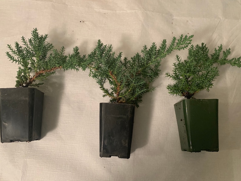Mini-Juniper Bonsai Trio (without ceramic pots) image 1