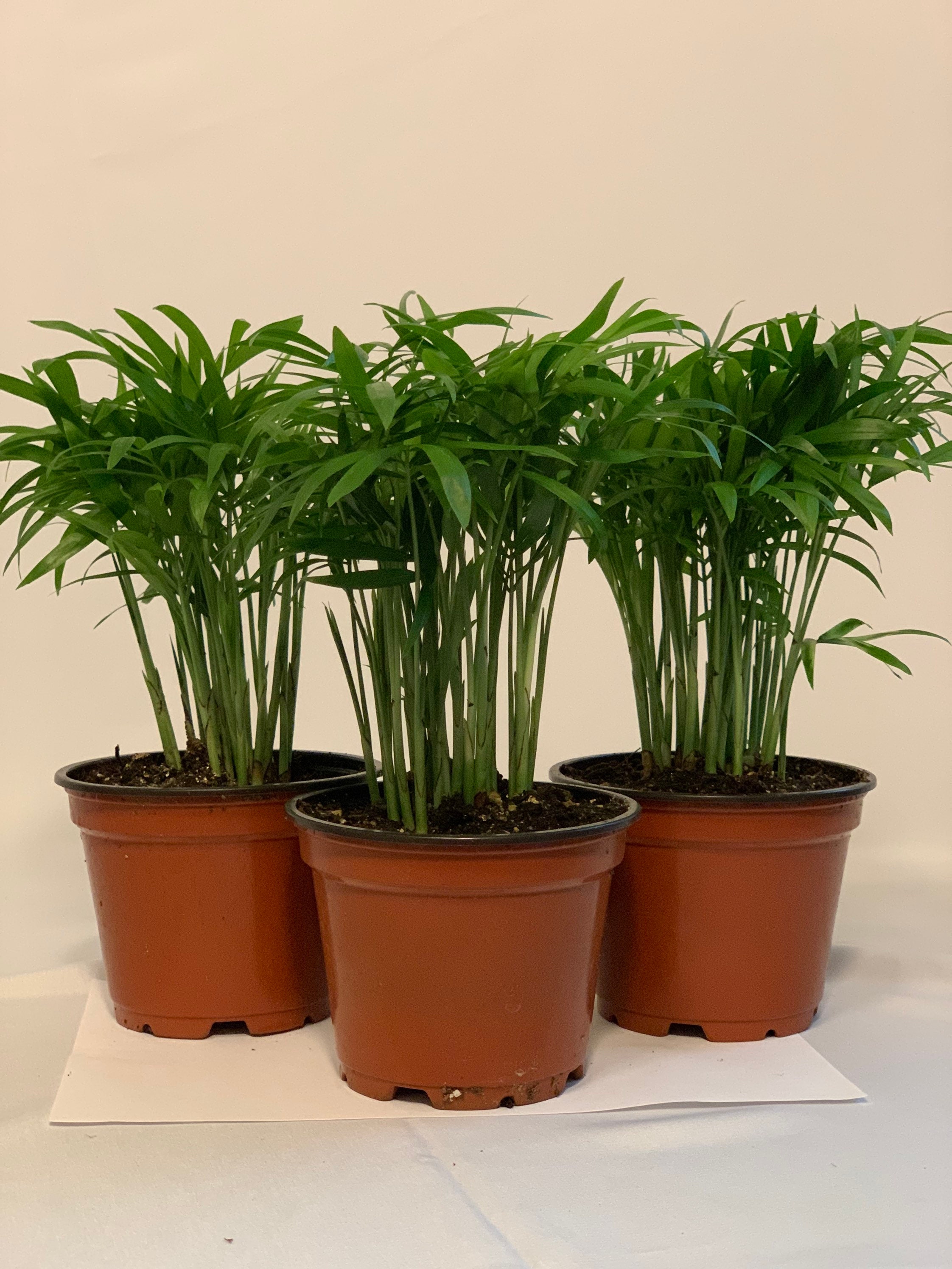 3Pk- 4 Inch Neanthe Bella Palm-Chamaedorea elegans
