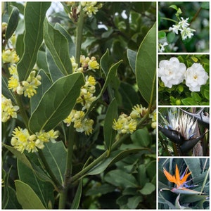 6 Plant assortment (2 Bayleaf & 1 of each: Star Jasmine, Gardenia, Reginae, Nicolai)