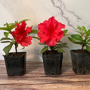 May include: Three potted azalea plants with bright red flowers. The plants are in black plastic pots and are sitting on a wooden surface.