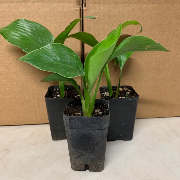 3Pk- 3 Inch Giant White Bird of Paradise-Strelitzia Nicolai