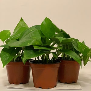 May include: Three potted green plants with heart-shaped leaves in brown plastic pots. The plants are arranged in a row on a white surface.