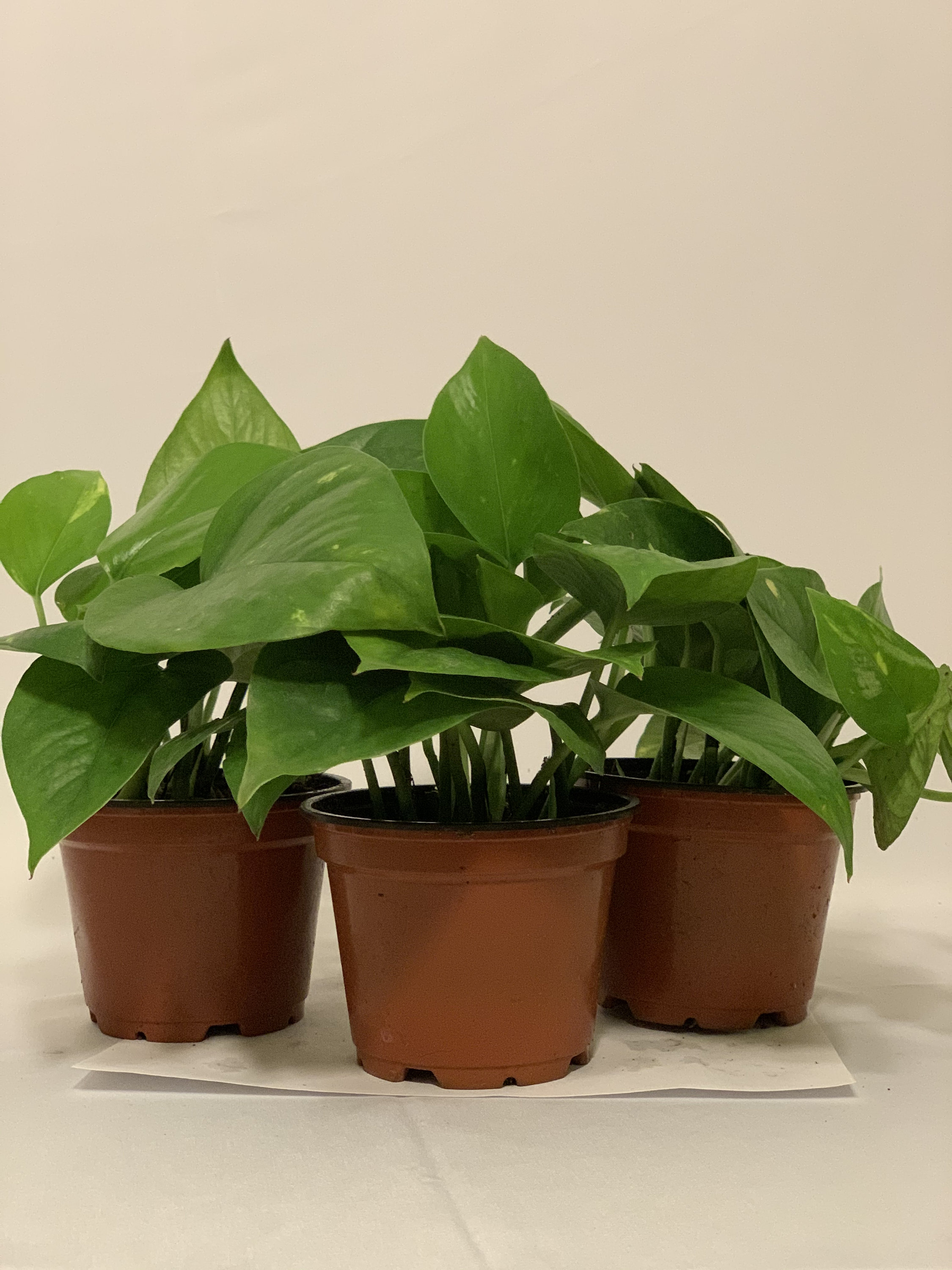 3 Pk- 4 Inch Pothos 'golden Devil's Ivy'- Epipremnum Aureum - Etsy